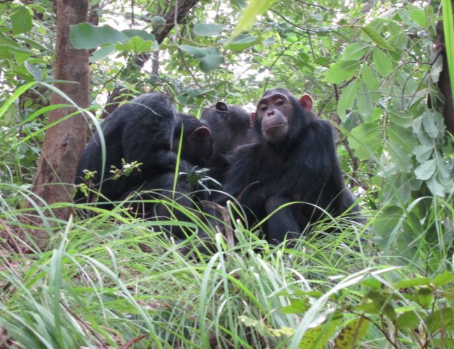 Gombe National Park